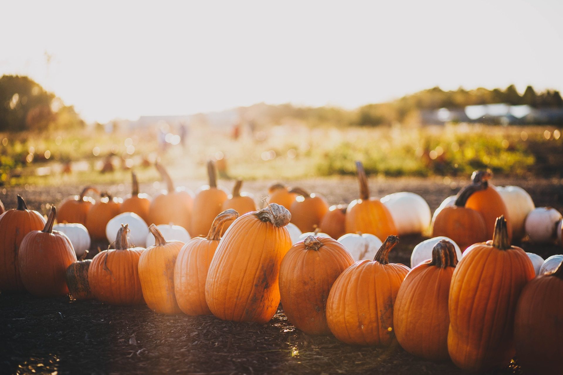 Celebrate the amazing Fall season with these fun activities